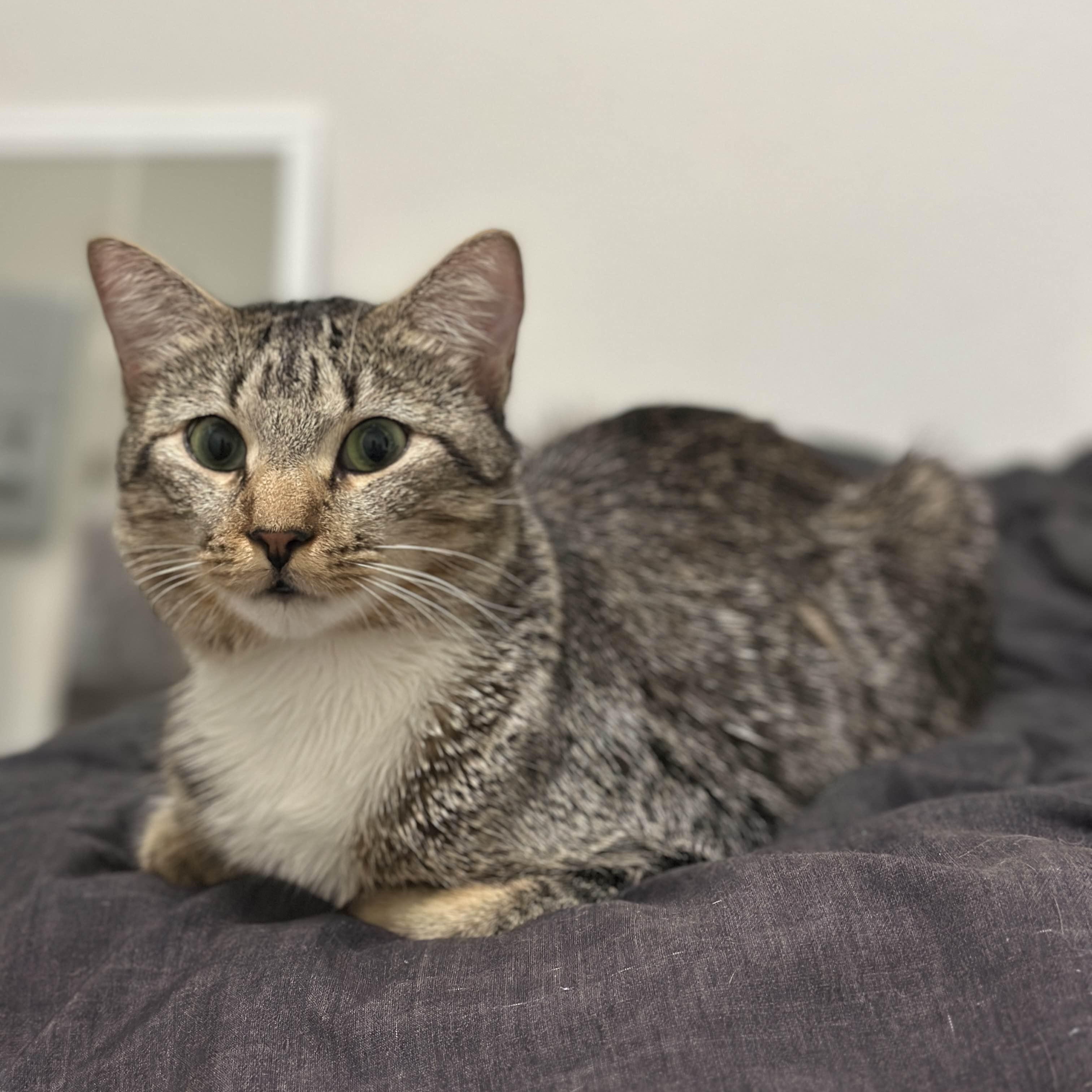 Enlarge Young Gentleman, a Adoptable mixed breed in Wytheville, VA image 2/5