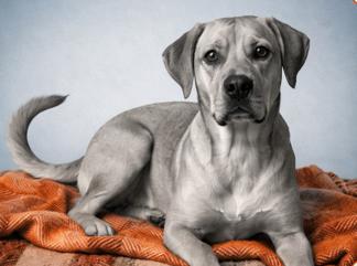 Enlarge Joey, a ADOPTABLE mixed breed in Ashland, OH image 2/2
