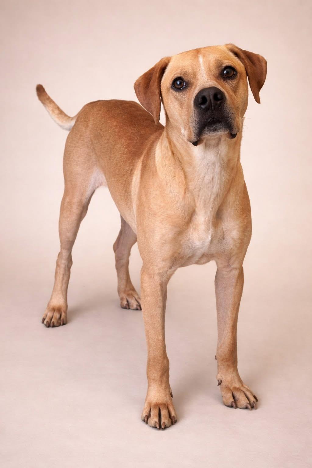 Enlarge Joey, a ADOPTABLE mixed breed in Ashland, OH image 1/1
