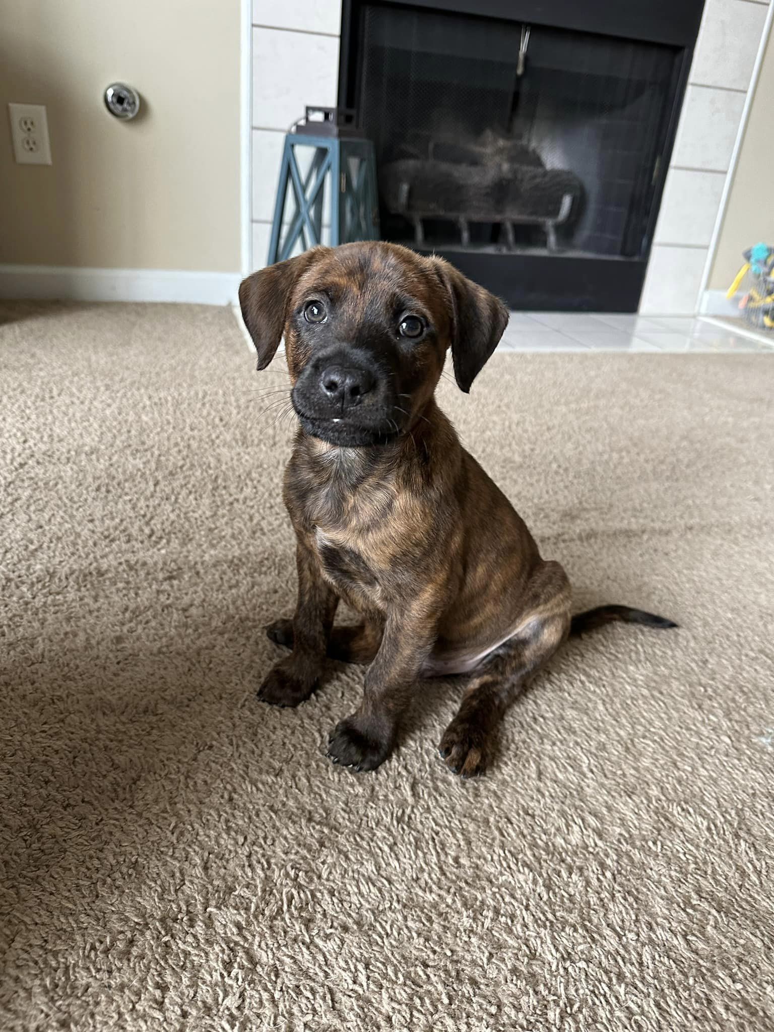 Enlarge Rio, a Adopted mixed breed in Memphis, TN image 1/2