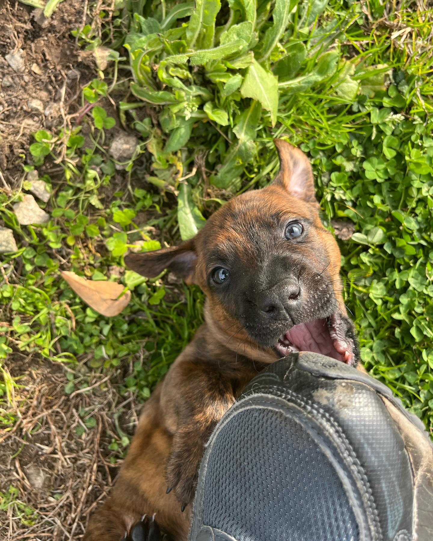 Enlarge Rio, a Adopted mixed breed in Memphis, TN image 2/2