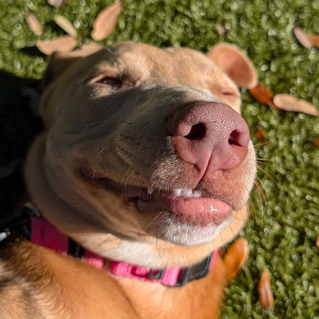 Enlarge Moncie, a Adoptable Mixed Breed in Sarasota, FL image 2/6