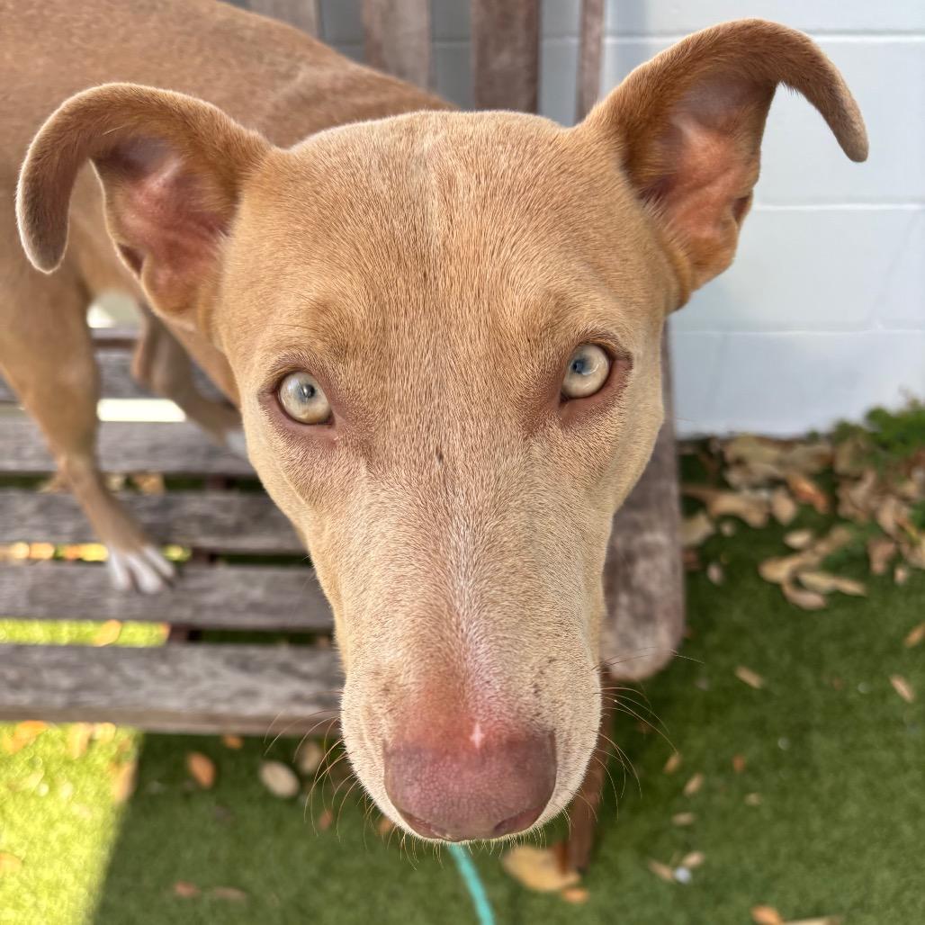 Enlarge Moncie, a Adoptable Mixed Breed in Sarasota, FL image 3/6