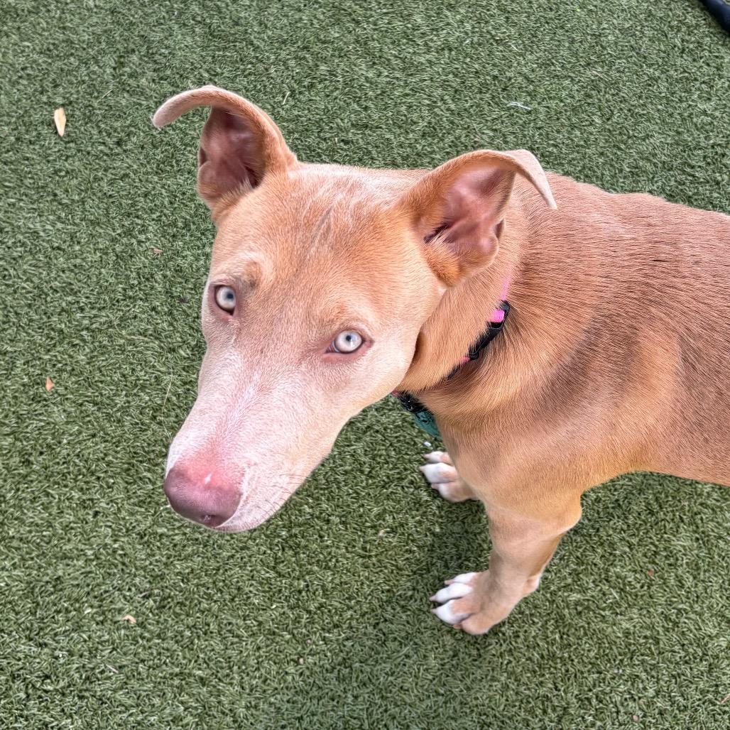 Enlarge Moncie, a Adoptable Mixed Breed in Sarasota, FL image 4/6