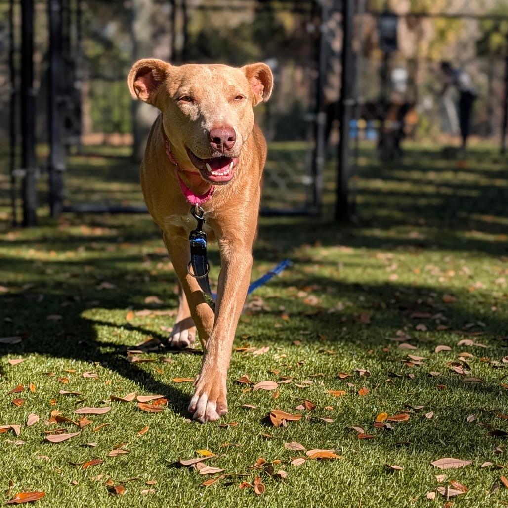 Enlarge Moncie, a Adoptable Mixed Breed in Sarasota, FL image 5/6