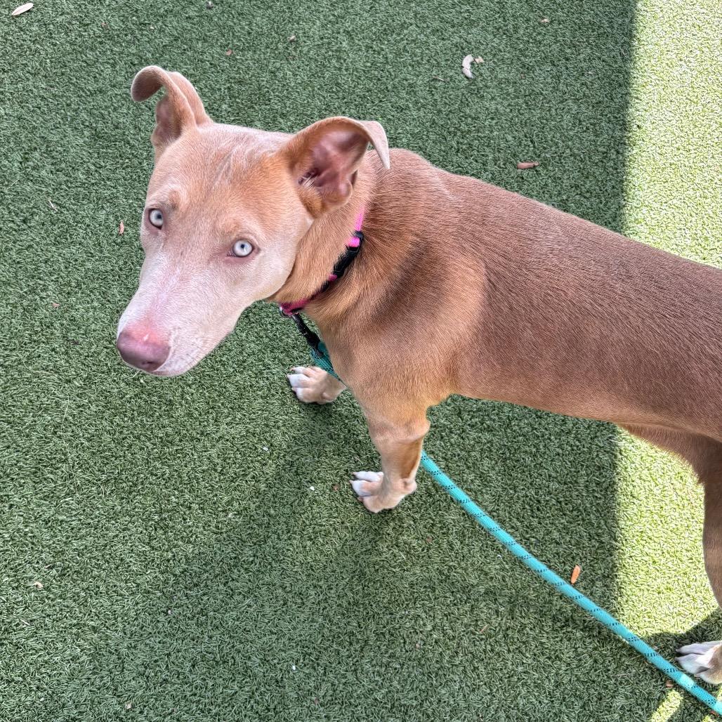 Enlarge Moncie, a Adoptable Mixed Breed in Sarasota, FL image 6/6