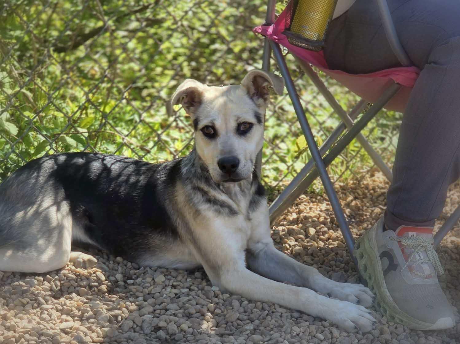 Enlarge Halo, an adopted mixed breed in Anniston, AL image 3/6