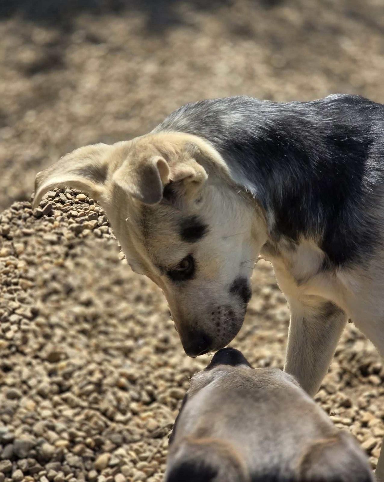 Enlarge Halo, an adopted mixed breed in Anniston, AL image 5/6