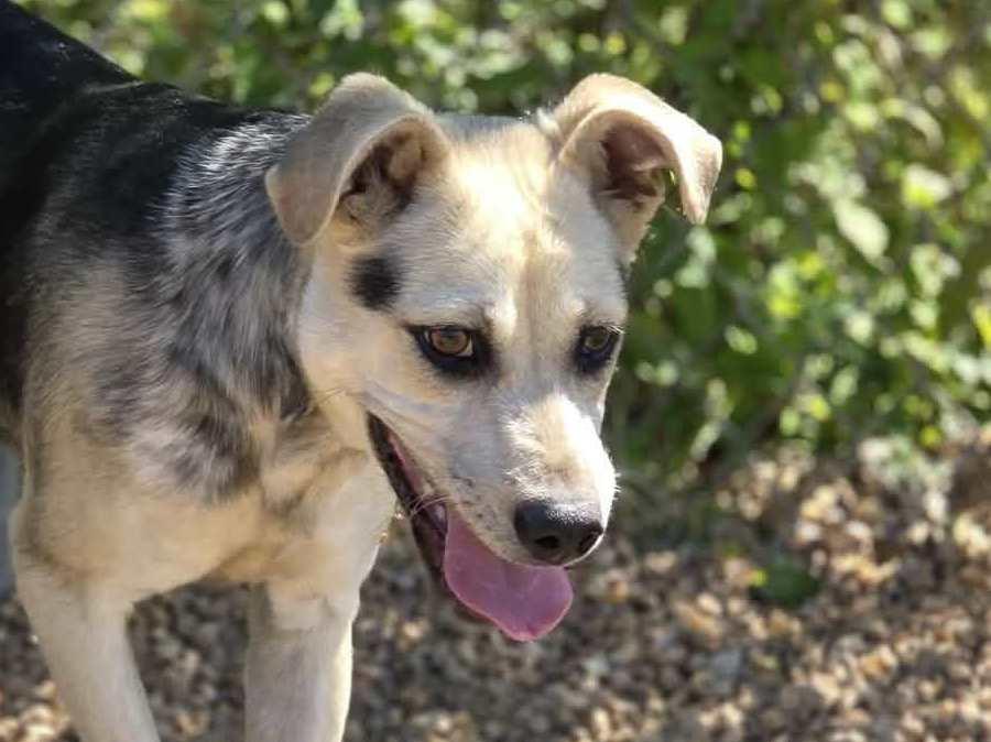 Halo, adopted, Young Female Shepherd & Terrier.