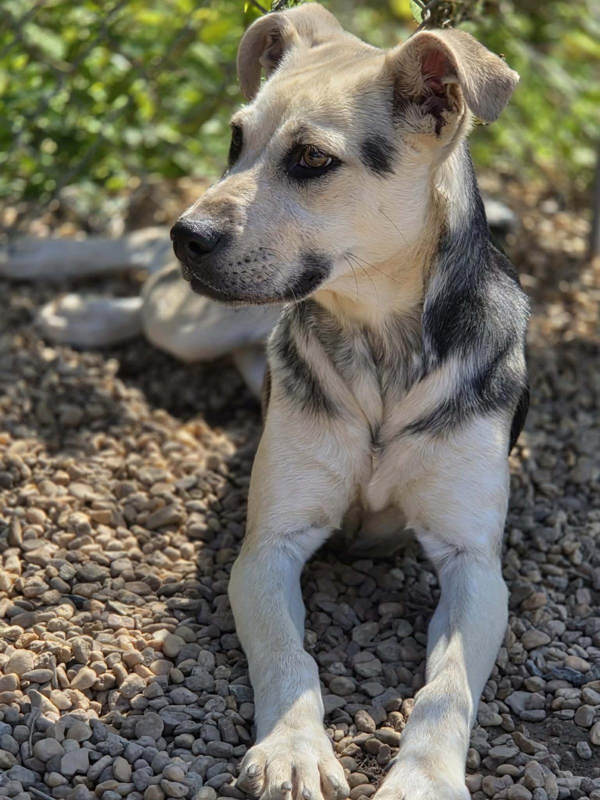 Enlarge Halo, an adopted mixed breed in Anniston, AL image 6/6