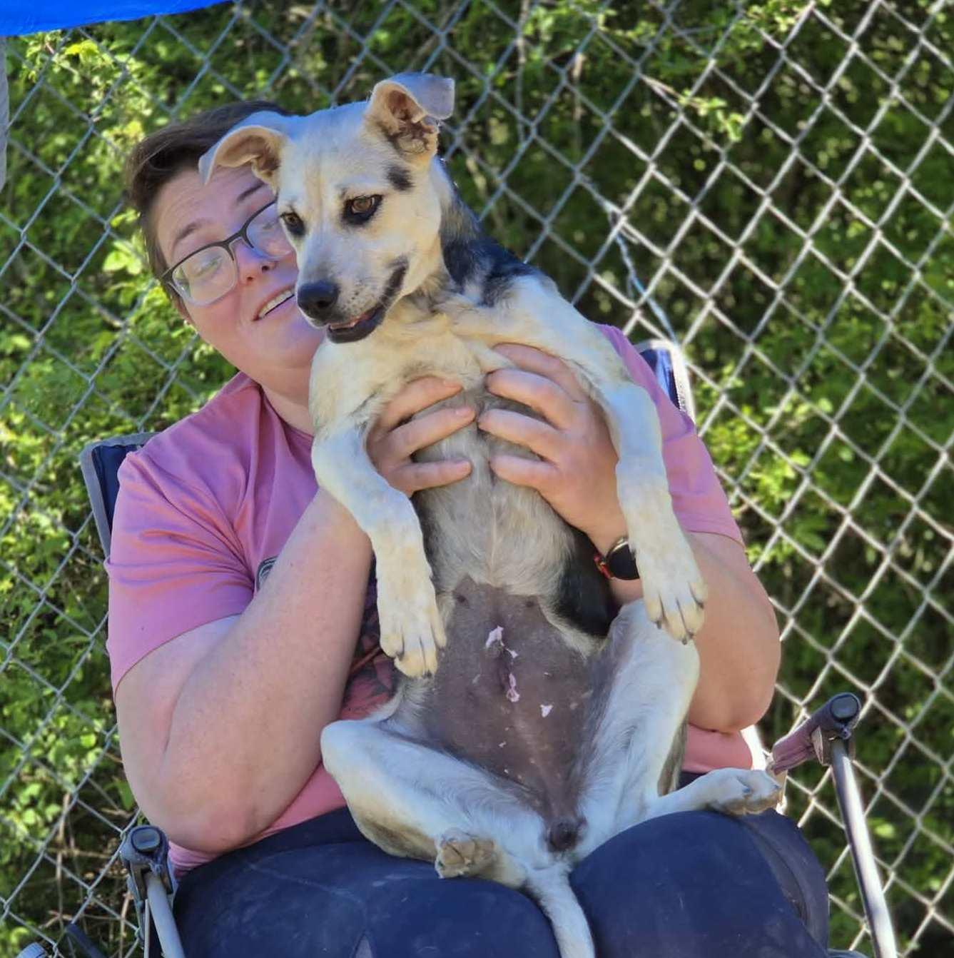 Enlarge Halo, an adopted mixed breed in Anniston, AL image 2/6