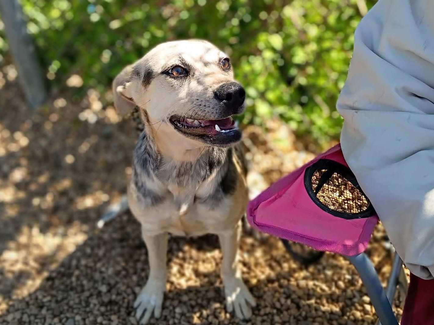 Enlarge Halo, an adopted mixed breed in Anniston, AL image 4/6