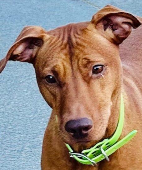 z (Courtesy Listing) Leilani, Adoptable, Young Female Vizsla.