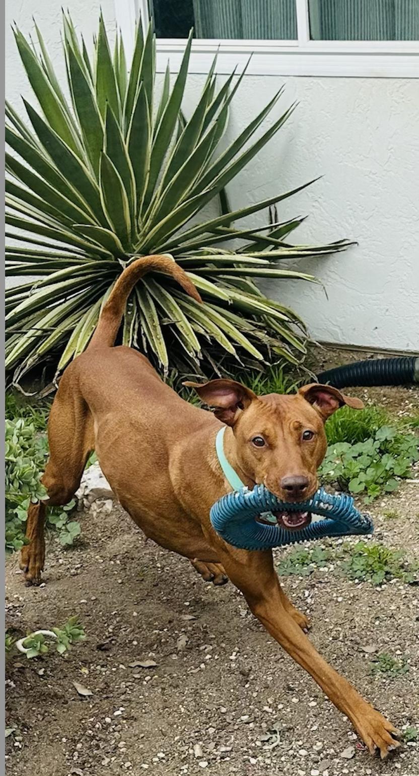 Leilani (Courtesy Post), an adoptable Vizsla in Encinitas, CA, 92024 | Photo Image 2