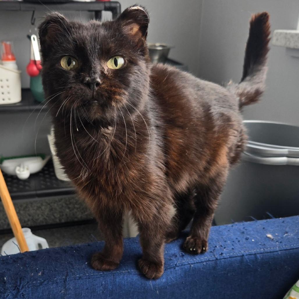 Enlarge Hattie, a ADOPTABLE Domestic Short Hair in Blaine, MN image 1/1