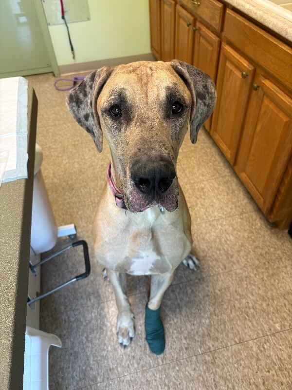 Queenie, Adoptable, Adult Female Great Dane.