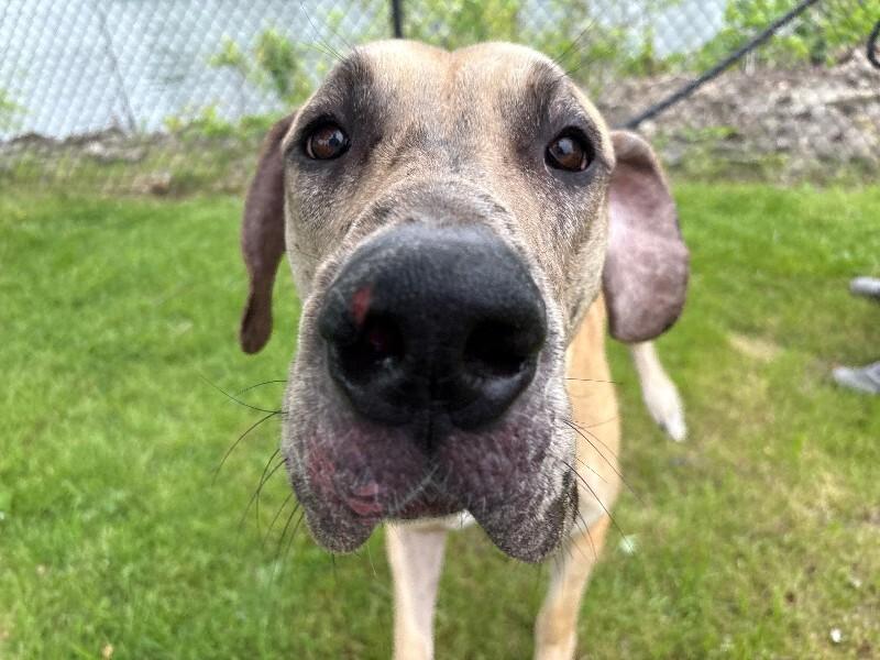 Queenie, a Adoptable Great Dane in Warren, PA image 2/4