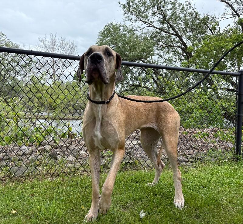 Queenie, a Adoptable Great Dane in Warren, PA image 3/4