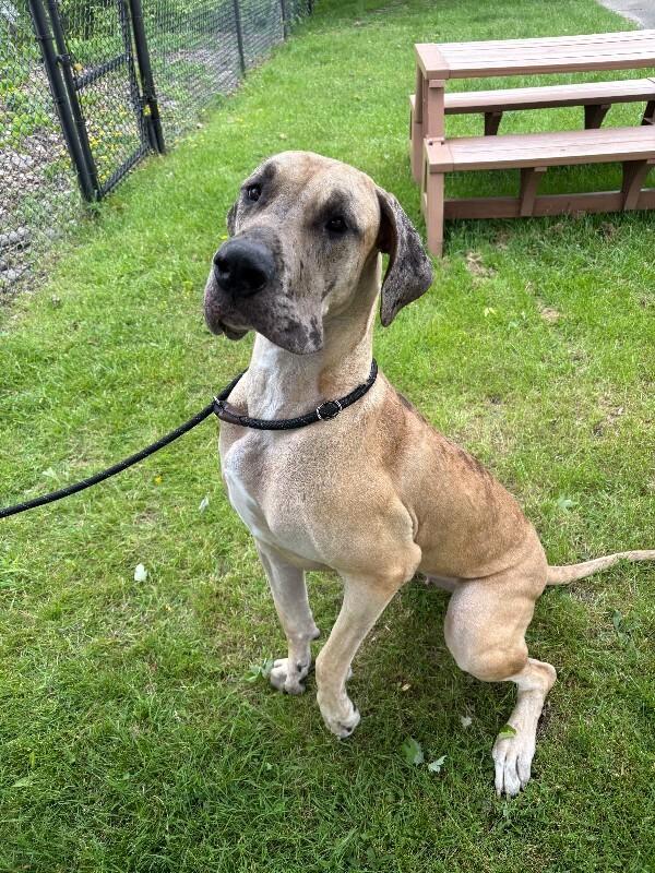 Queenie, a Adoptable Great Dane in Warren, PA image 4/4