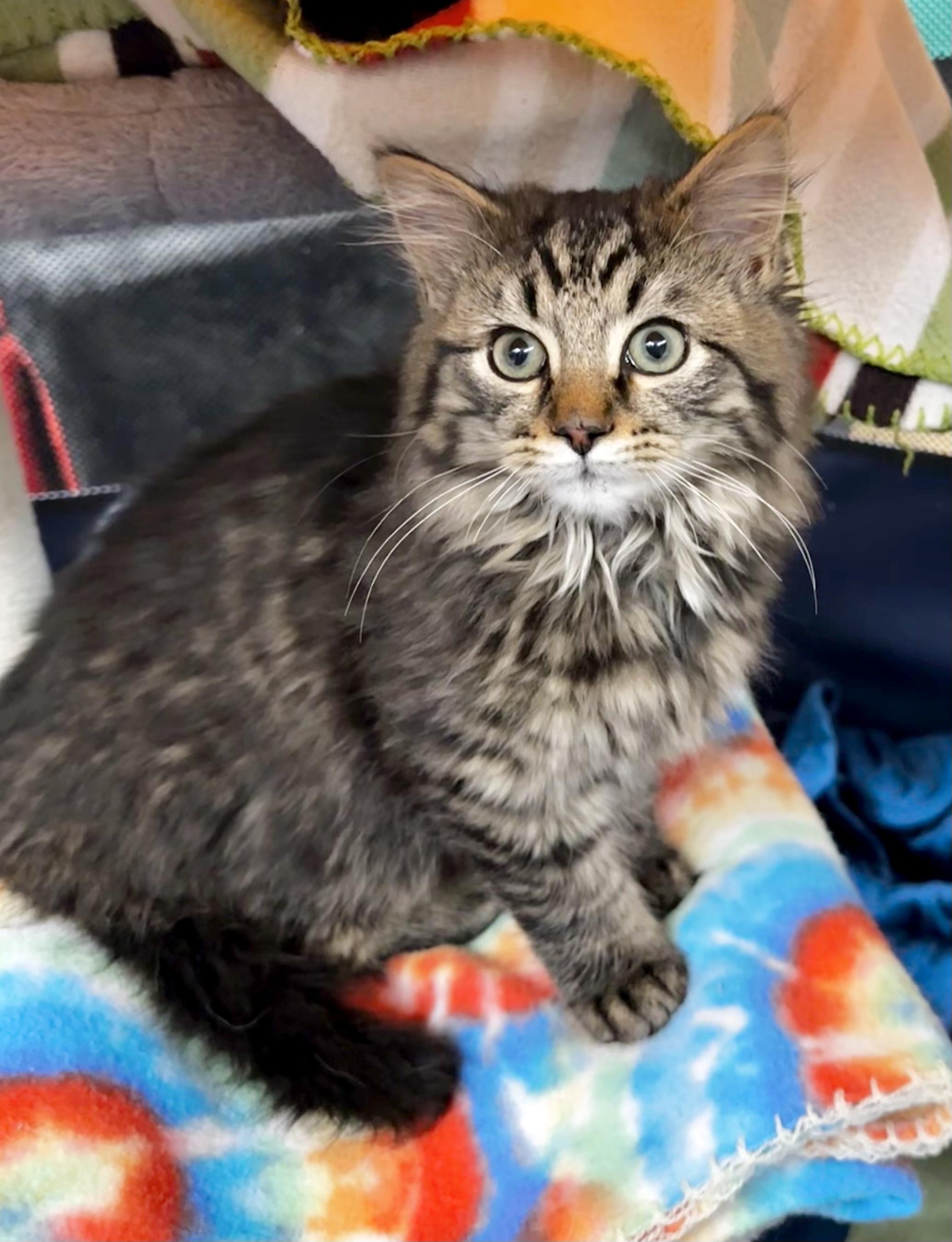 Enlarge Linus, a Adopted Domestic Long Hair in Bethel Park, PA image 1/4