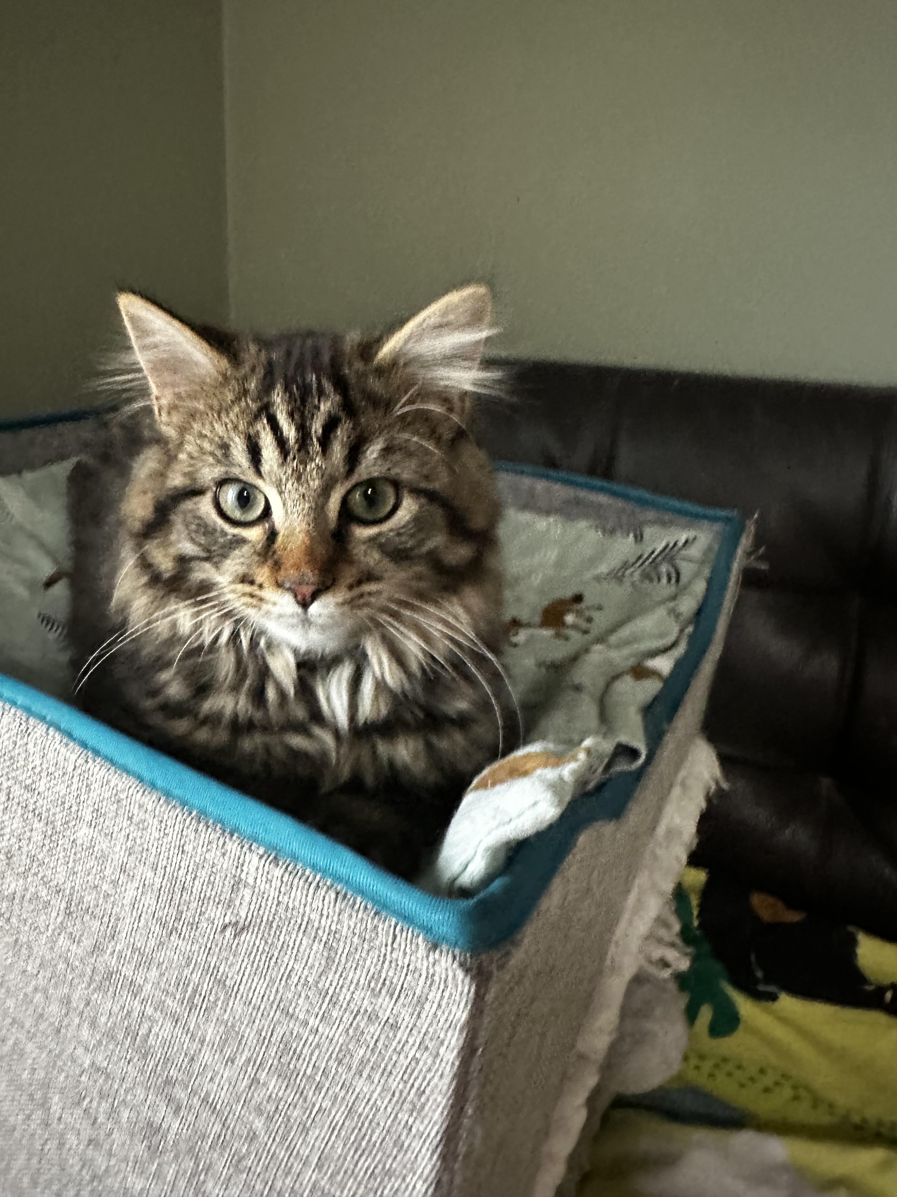 Enlarge Linus, a Adopted Domestic Long Hair in Bethel Park, PA image 2/4