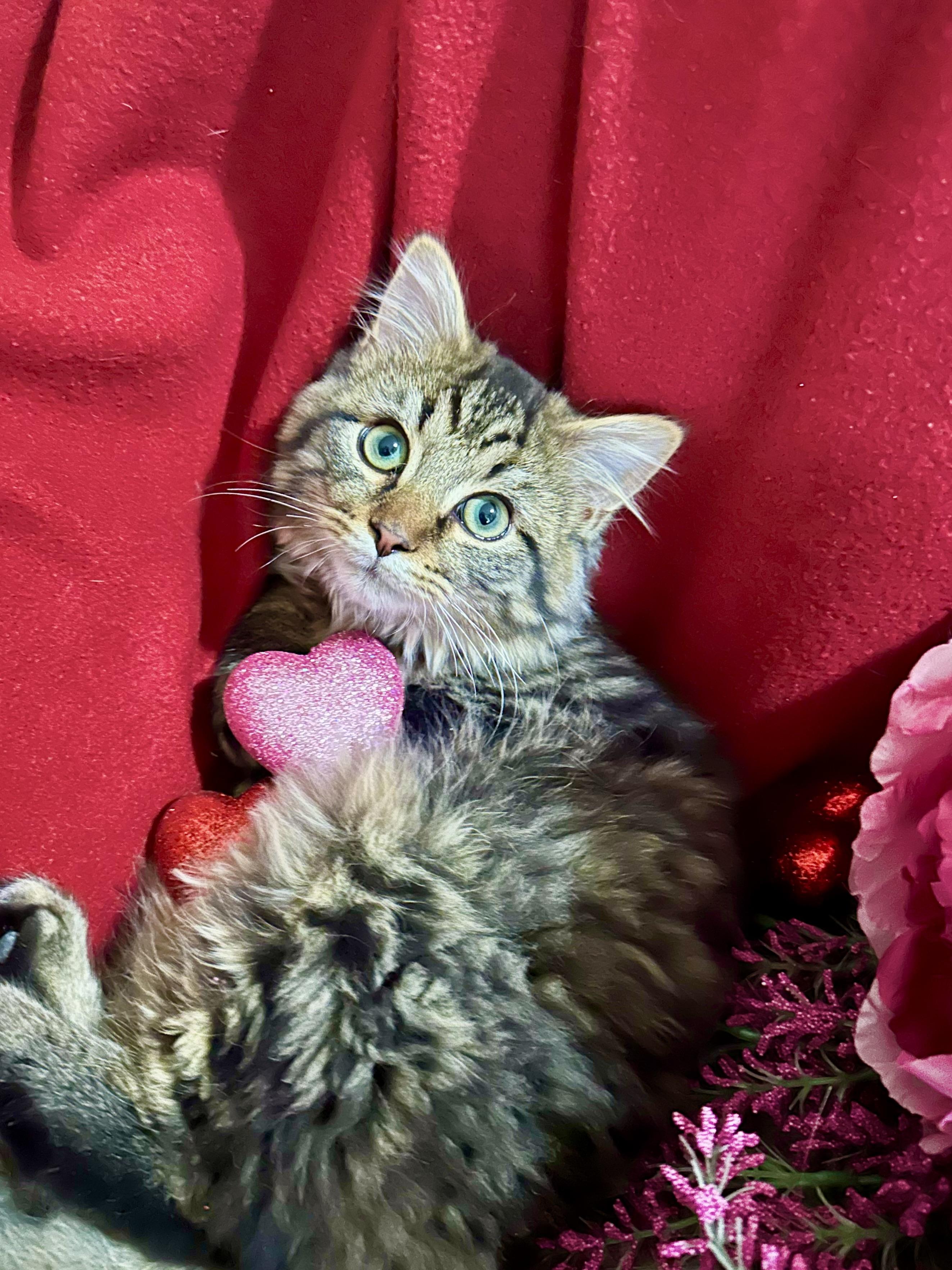 Enlarge Linus, a Adopted Domestic Long Hair in Bethel Park, PA image 3/4