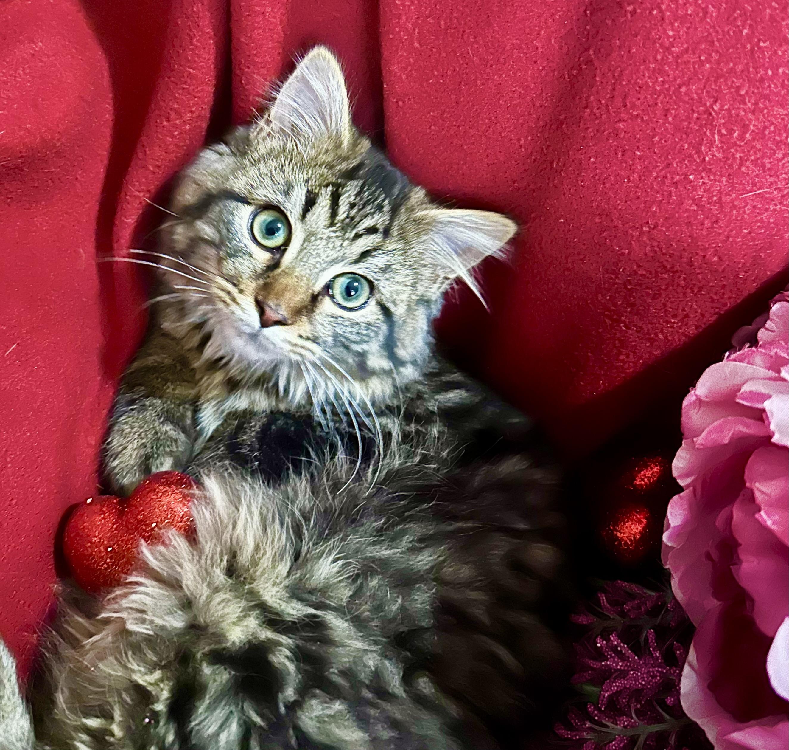Enlarge Linus, a Adopted Domestic Long Hair in Bethel Park, PA image 4/4