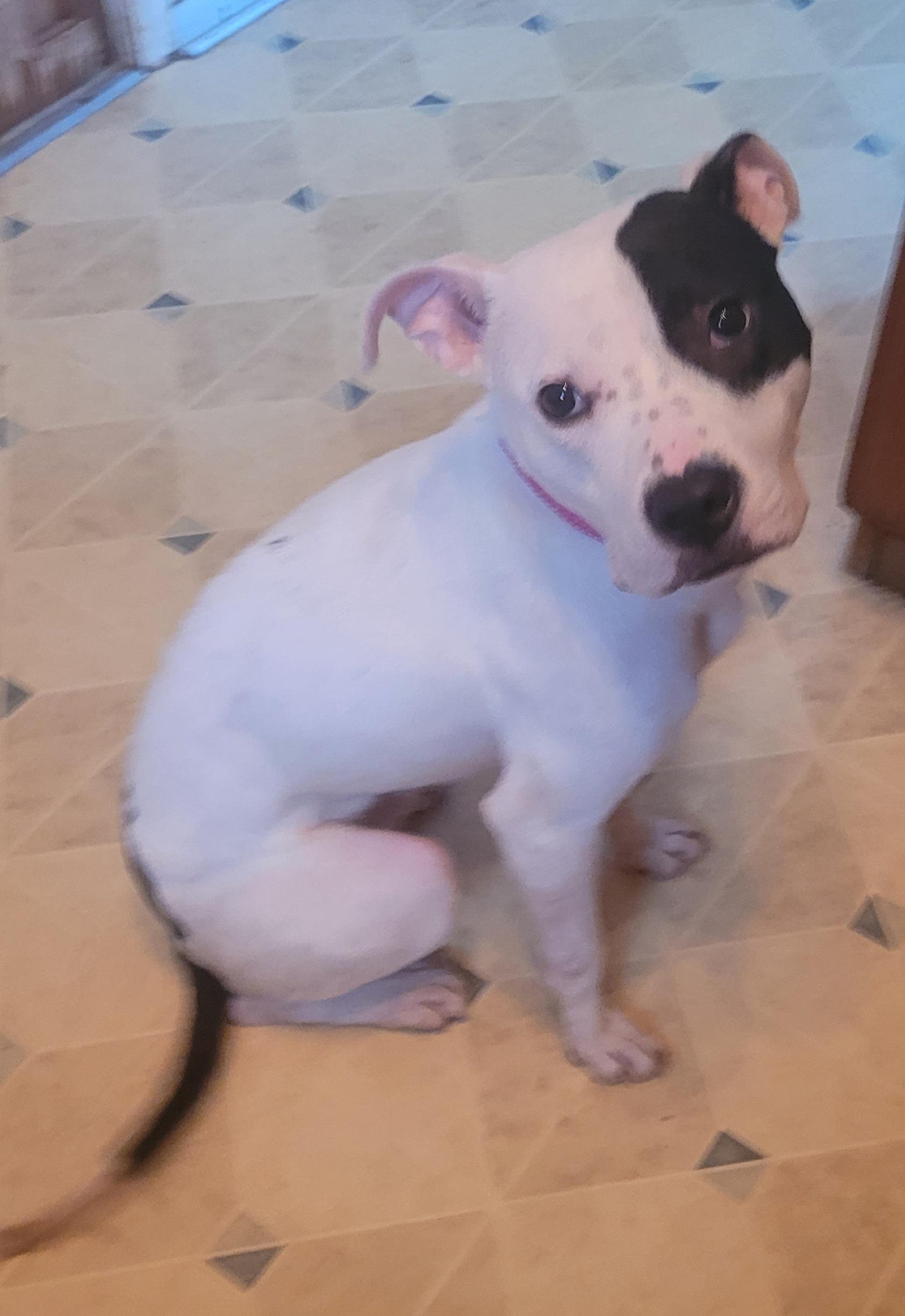 Enlarge Ruth (Holistic Pet Care adopters only please), a ADOPTABLE Pit Bull Terrier in Warren, MI image 2/4
