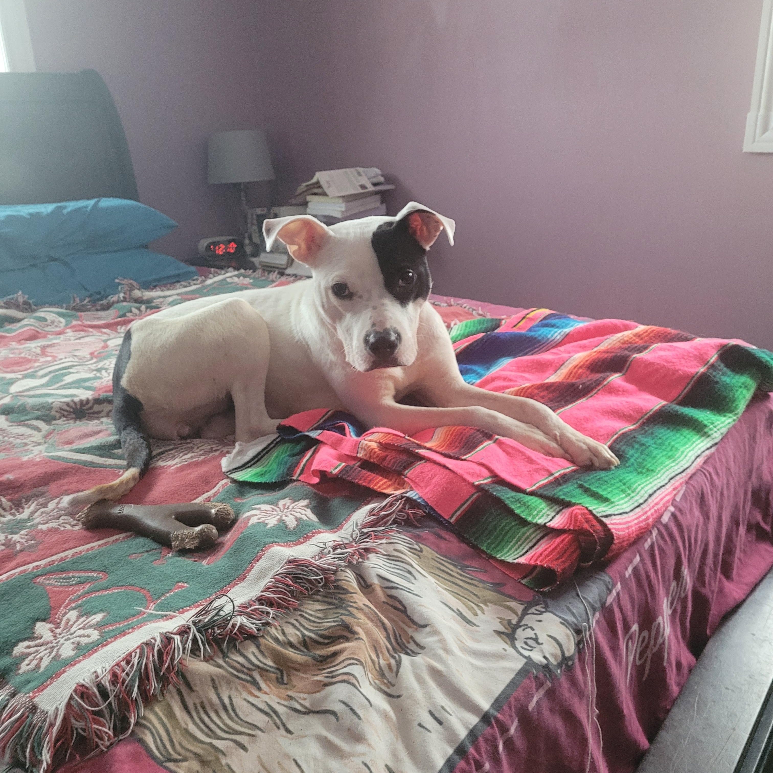 Ruth (Holistic Pet Care adopters only please), ADOPTABLE, Adult Female Pit Bull Terrier.