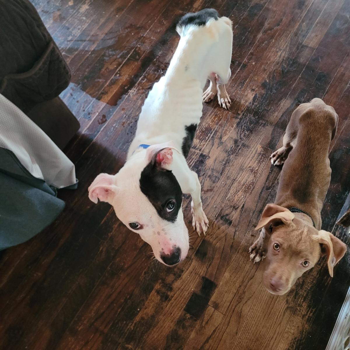 Enlarge Ruth (Holistic Pet Care adopters only please), a ADOPTABLE Pit Bull Terrier in Warren, MI image 3/4