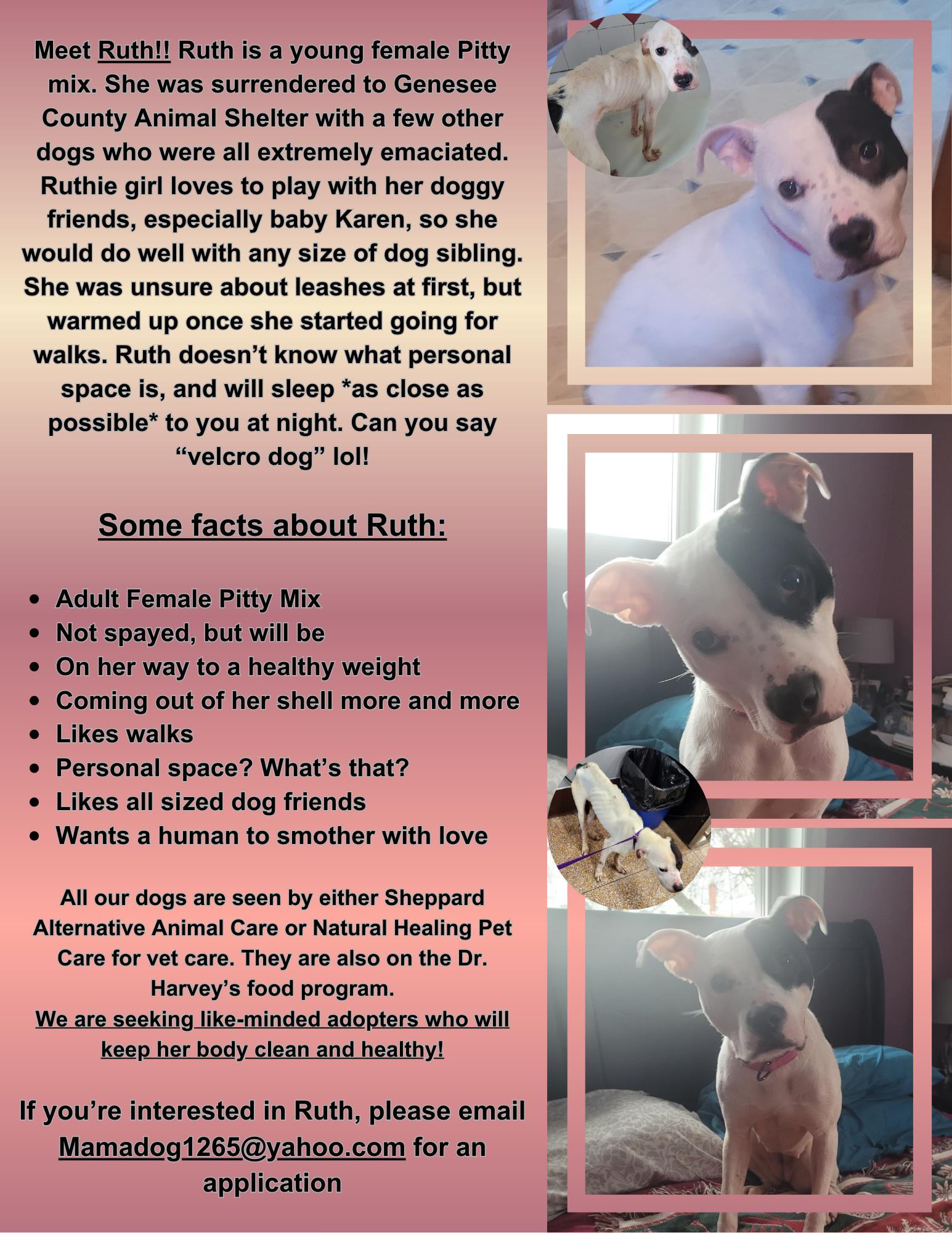 Enlarge Ruth (Holistic Pet Care adopters only please), a ADOPTABLE Pit Bull Terrier in Warren, MI image 4/4