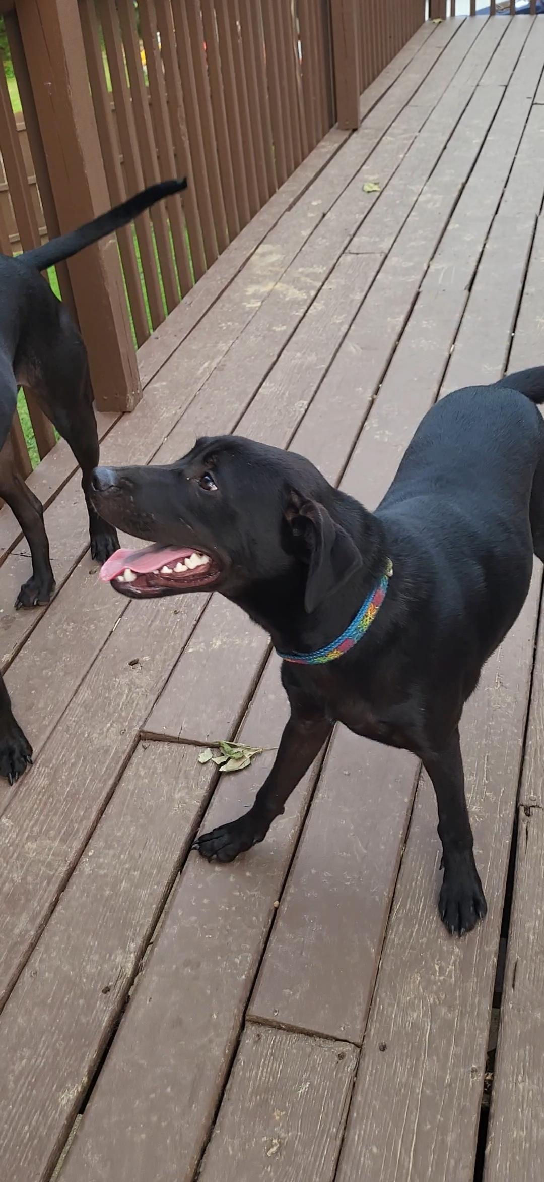 Bruce (dog), Adoptable, Puppy Male Pointer & Labrador Retriever.