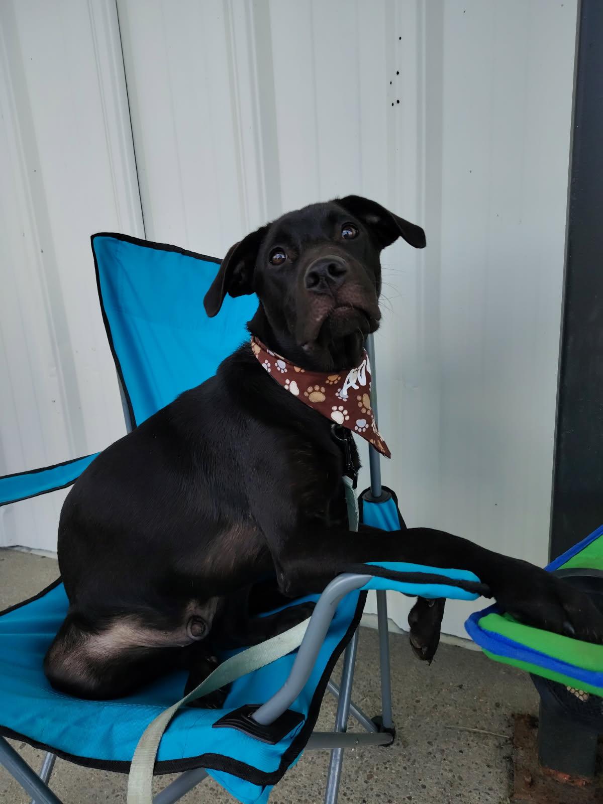 Bruce (dog), a Adoptable mixed breed in Evansville, IN image 2/4