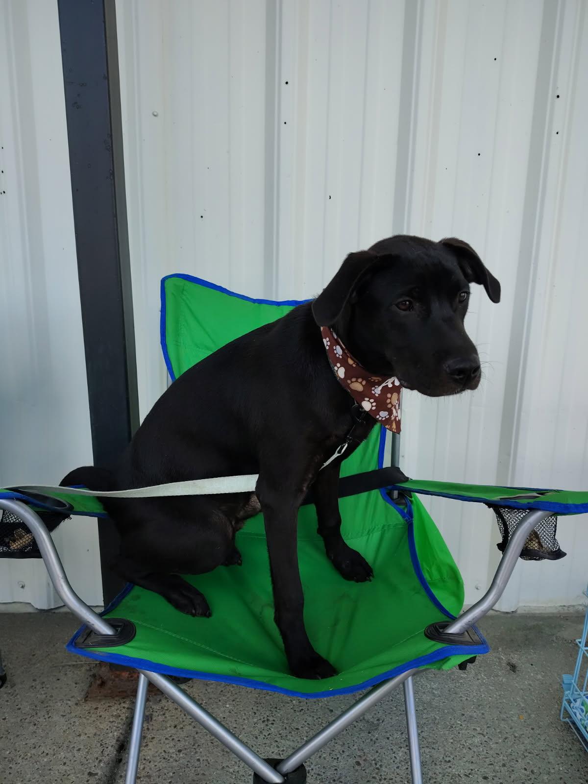 Bruce (dog), a Adoptable mixed breed in Evansville, IN image 3/4