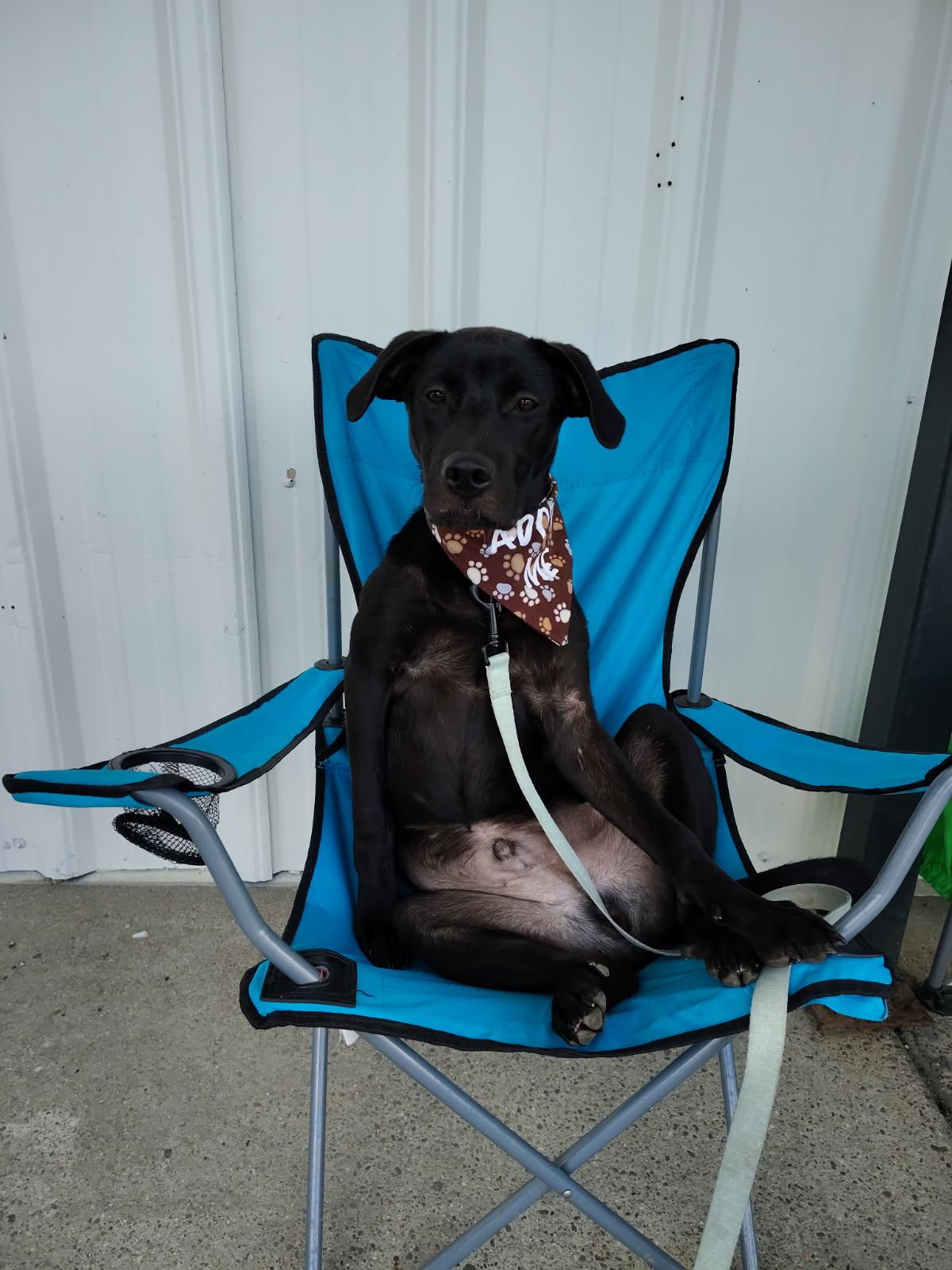 Bruce (dog), a Adoptable mixed breed in Evansville, IN image 4/4