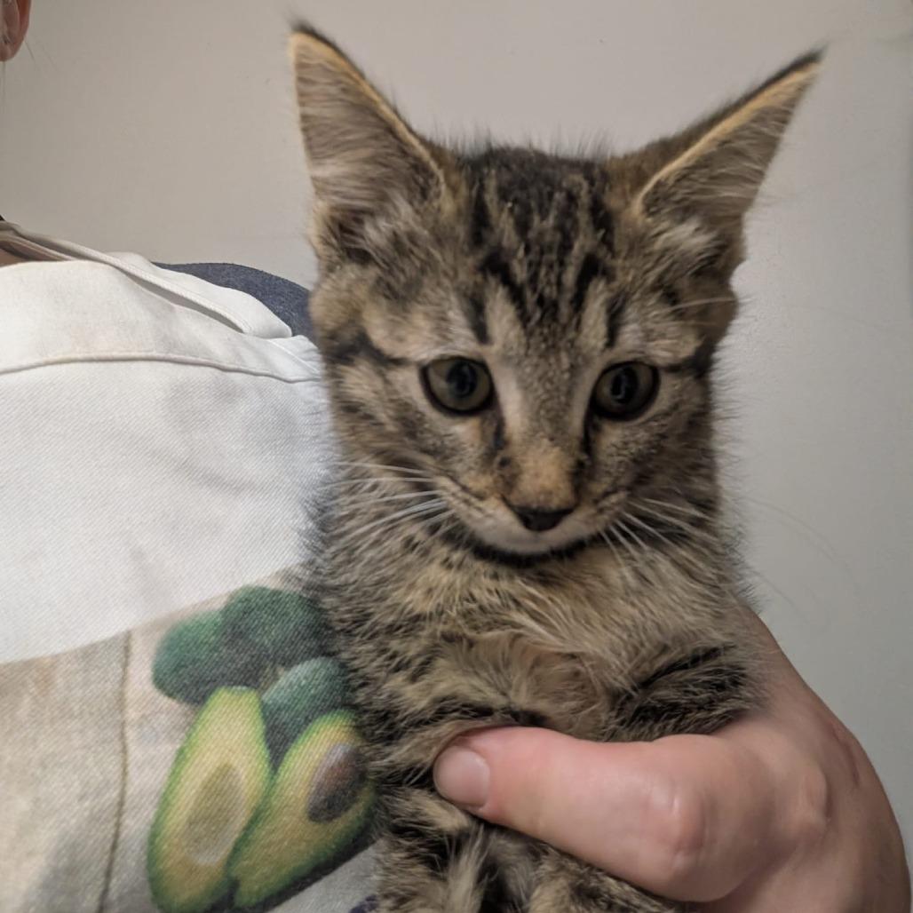 Jinu, Adoptable, Young Male Domestic Short Hair.