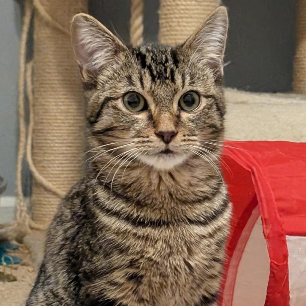 Enlarge Jinu, a Adoptable Domestic Short Hair in Winchester, VA image 2/2