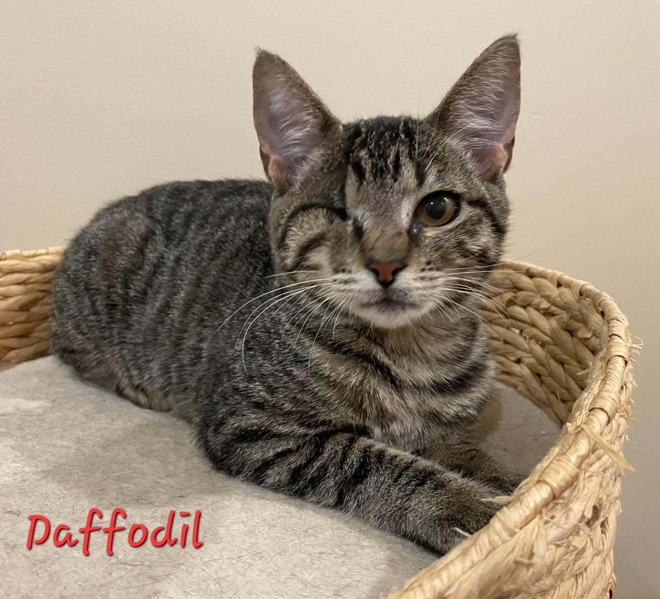 Daffodil, Adoptable, Young Female Domestic Short Hair.