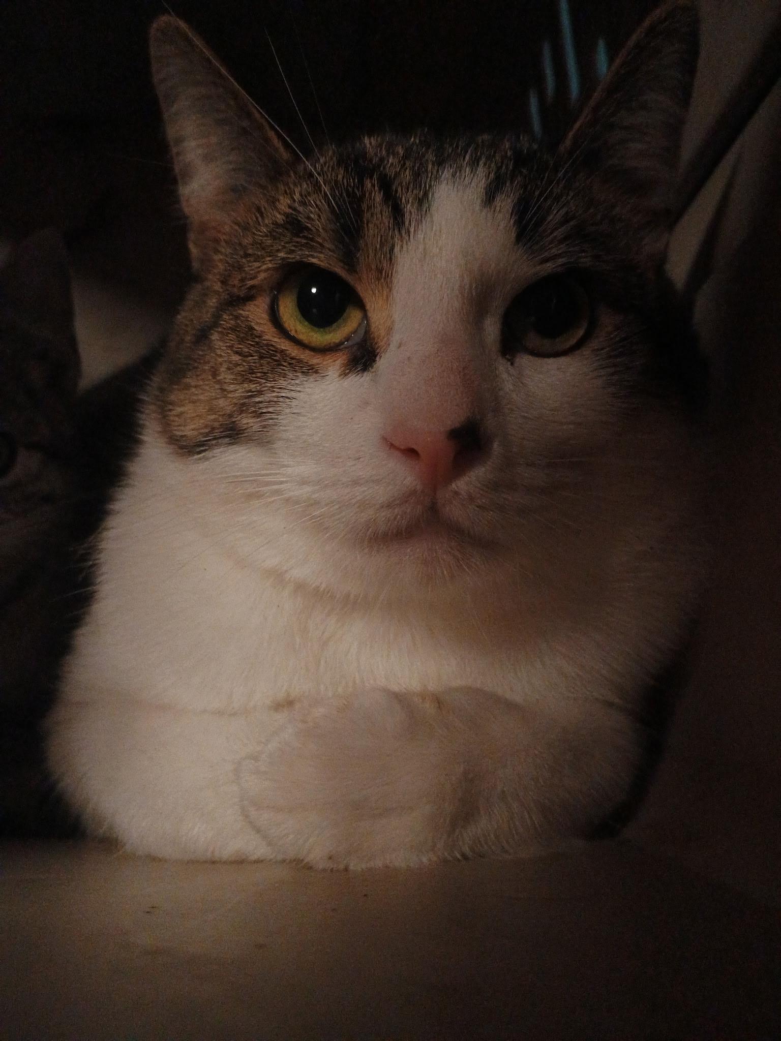 Lil bit, Adoptable, Young Male Domestic Short Hair.