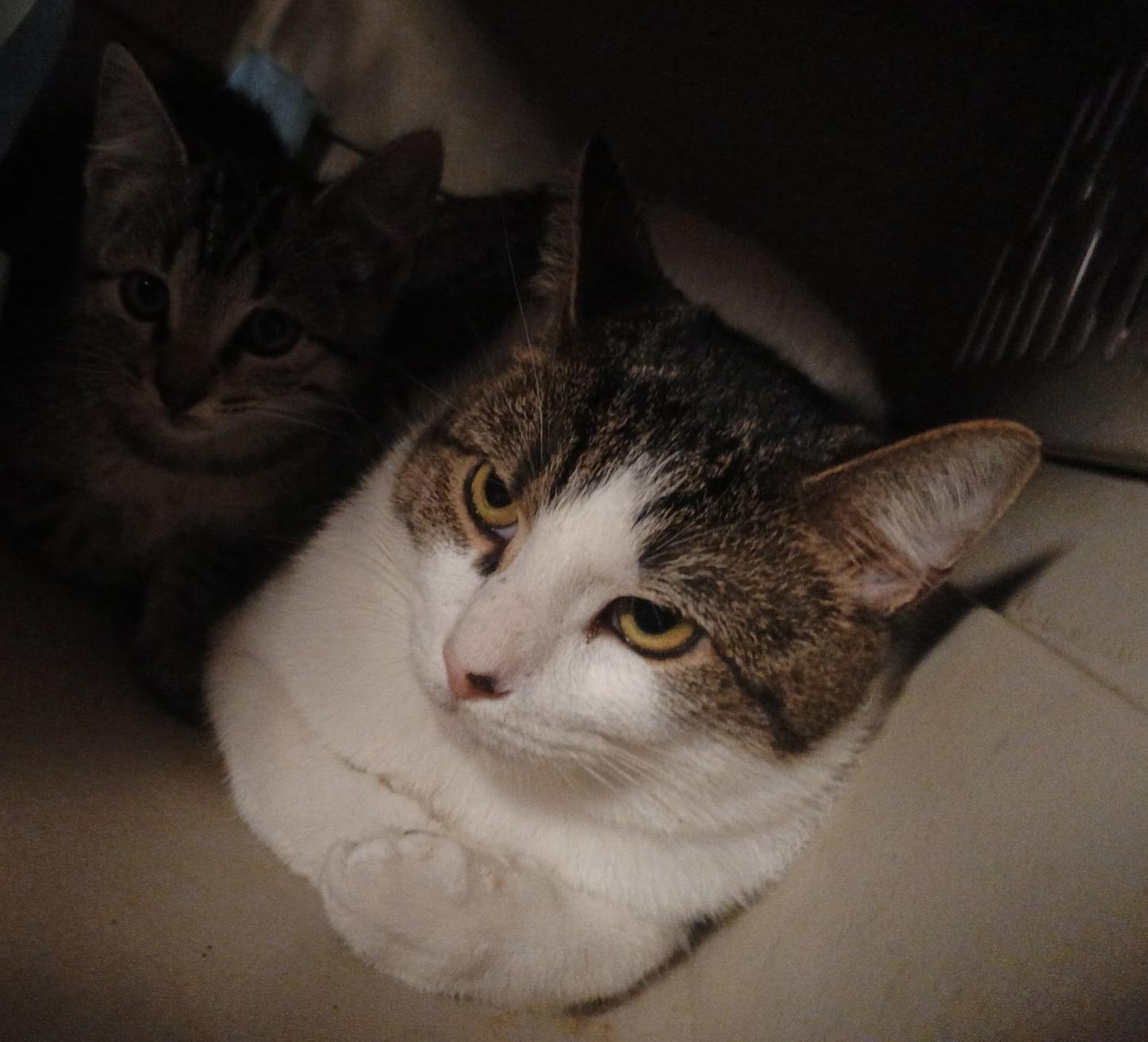 Enlarge Lil Bit, a Adoptable Domestic Short Hair in Mount Pleasant, TX image 2/2