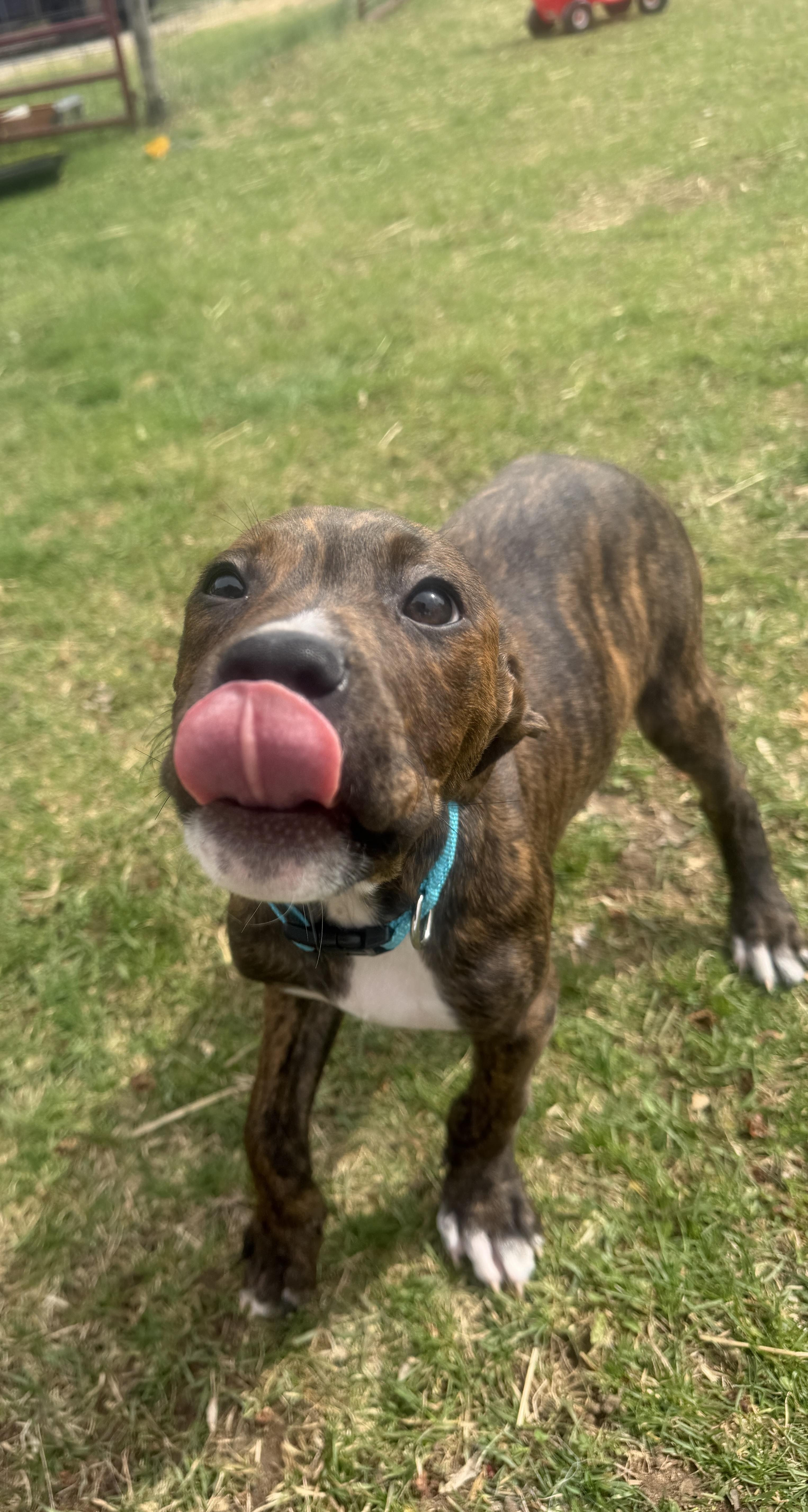 Enlarge Jelly, a ADOPTABLE mixed breed in Davisburg, MI image 2/3