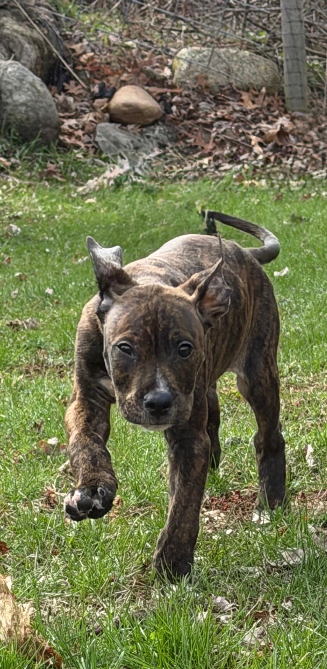 Jelly, ADOPTABLE, Puppy Male American Staffordshire Terrier.