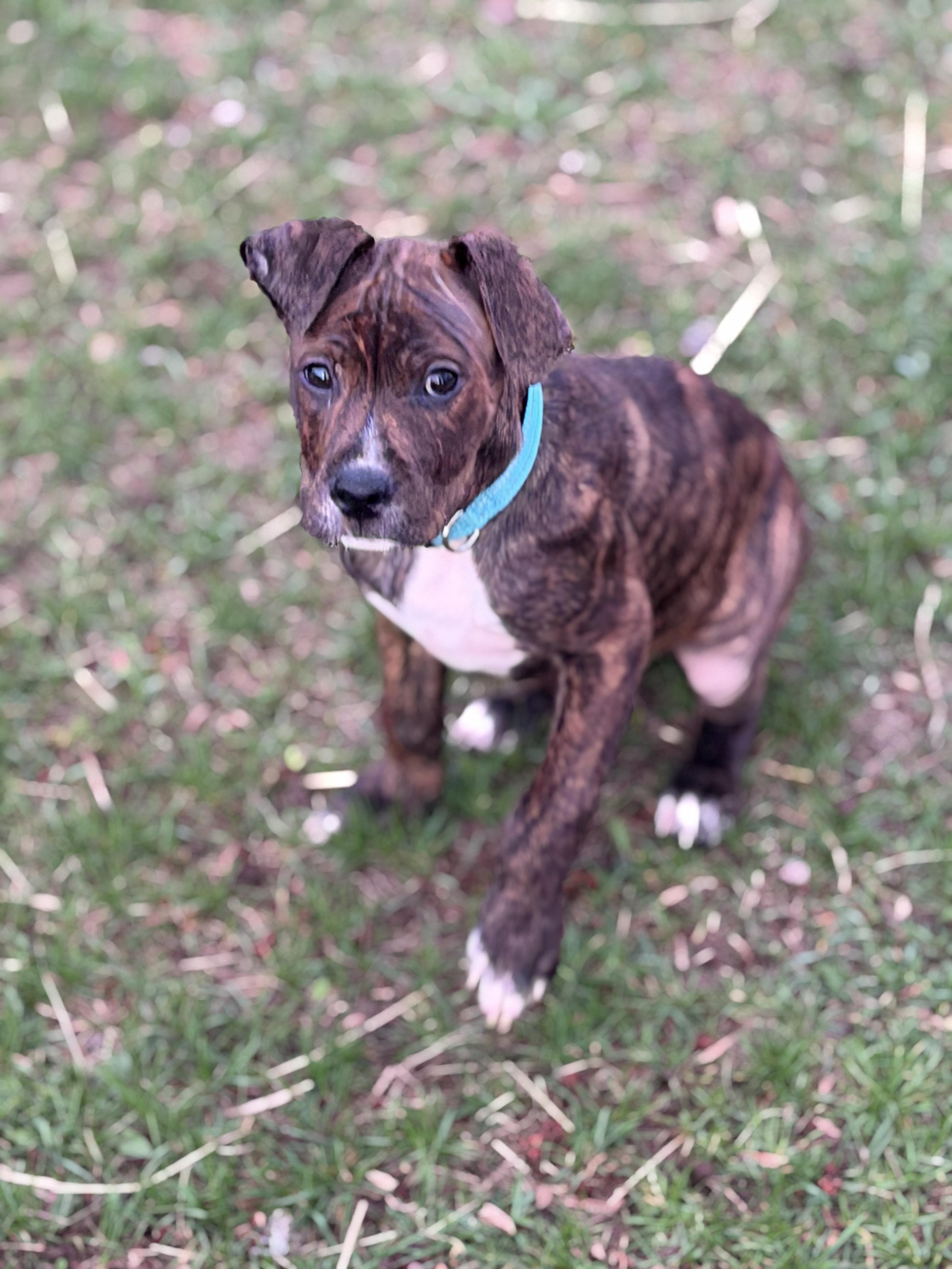 Enlarge Jelly, a ADOPTABLE mixed breed in Davisburg, MI image 3/3