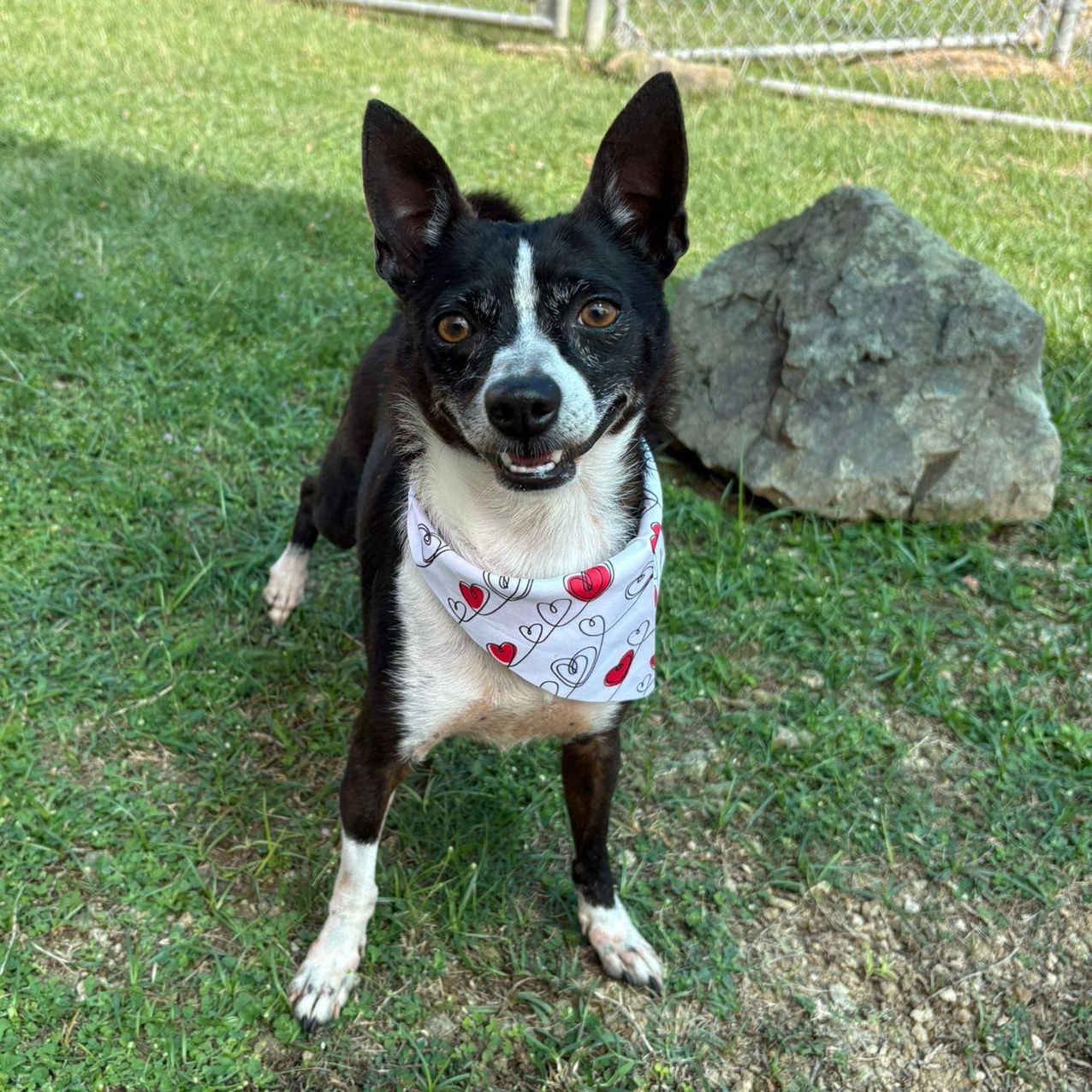 Enlarge Spock, an adopted Chihuahua in Douglas, MA image 5/6