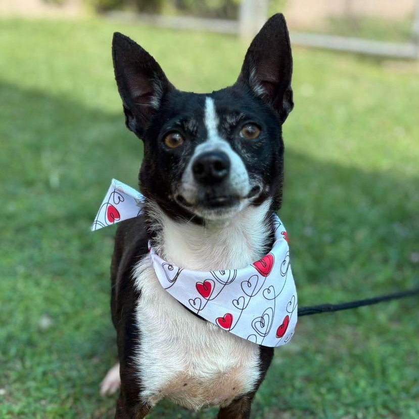 Enlarge Spock, an adopted Chihuahua in Douglas, MA image 3/6