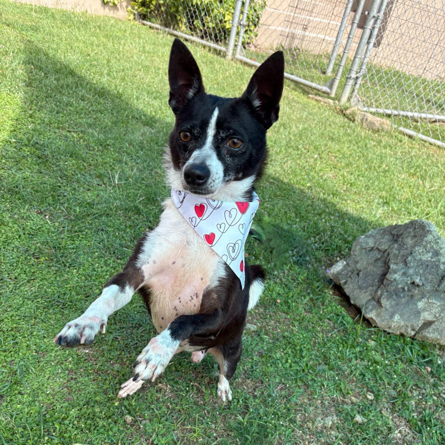 Enlarge Spock, an adopted Chihuahua in Douglas, MA image 2/6