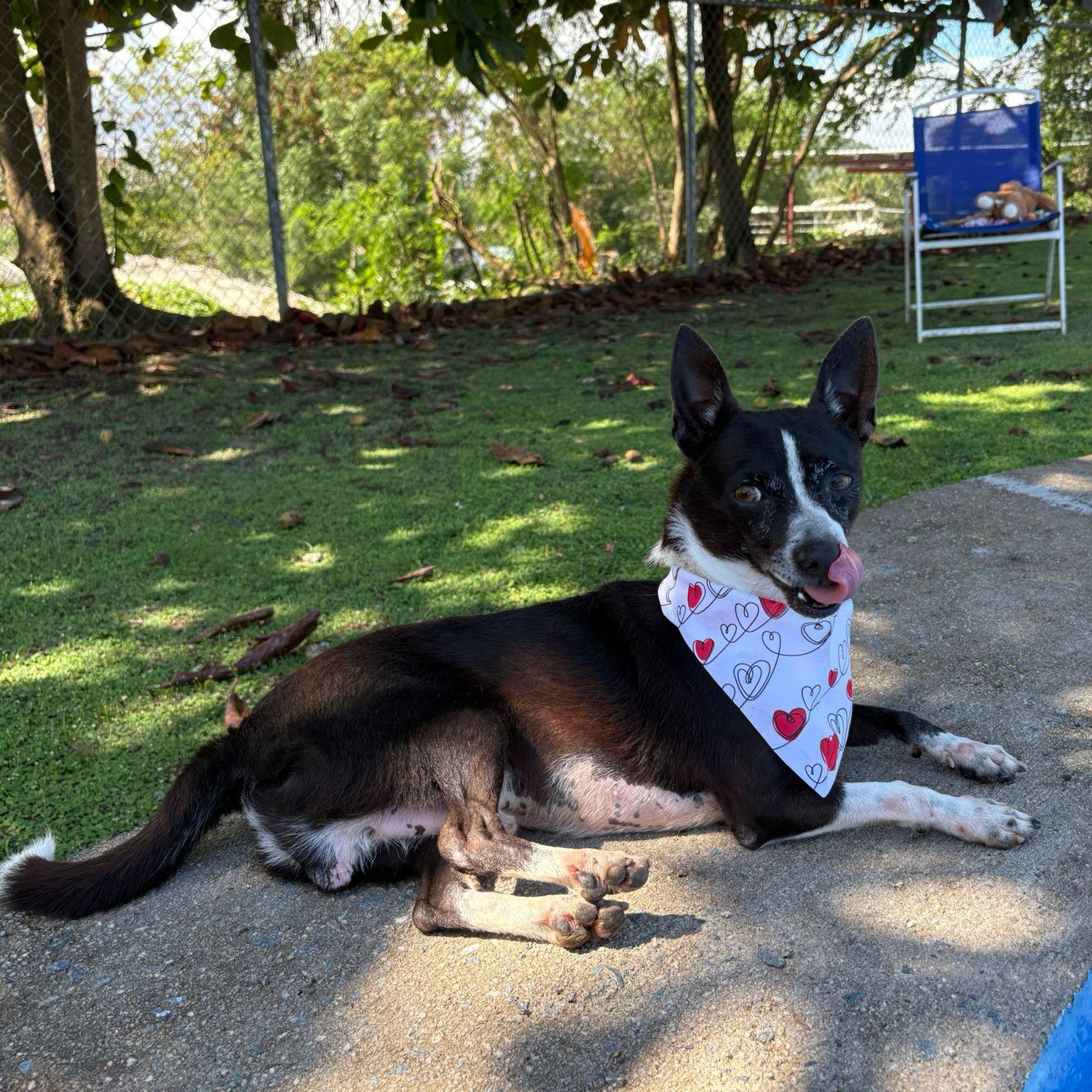 Enlarge Spock, an adopted Chihuahua in Douglas, MA image 4/6
