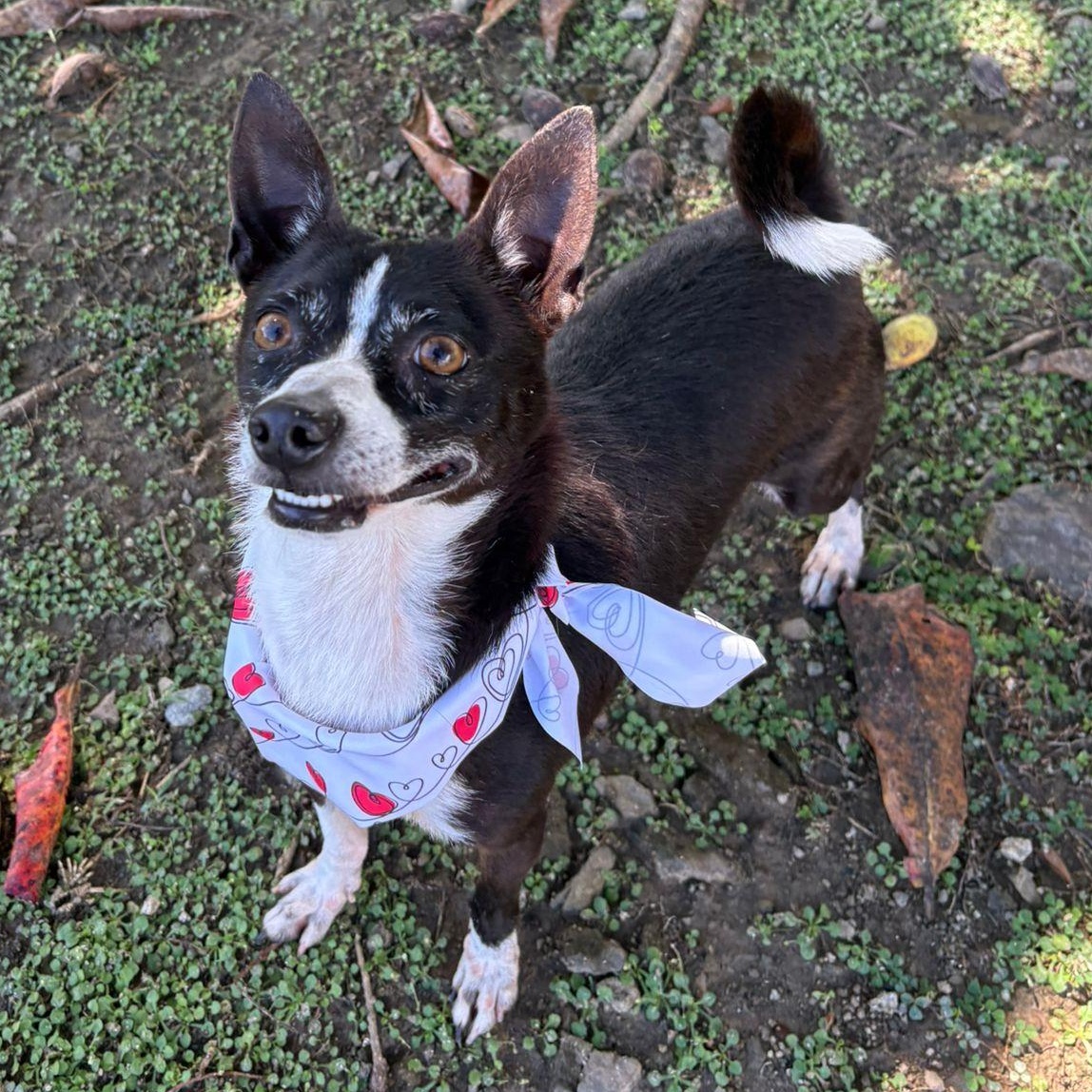 Spock, adopted, Adult Male Chihuahua.