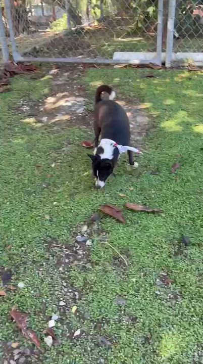 Enlarge Spock, an adopted Chihuahua in Douglas, MA video 6/6