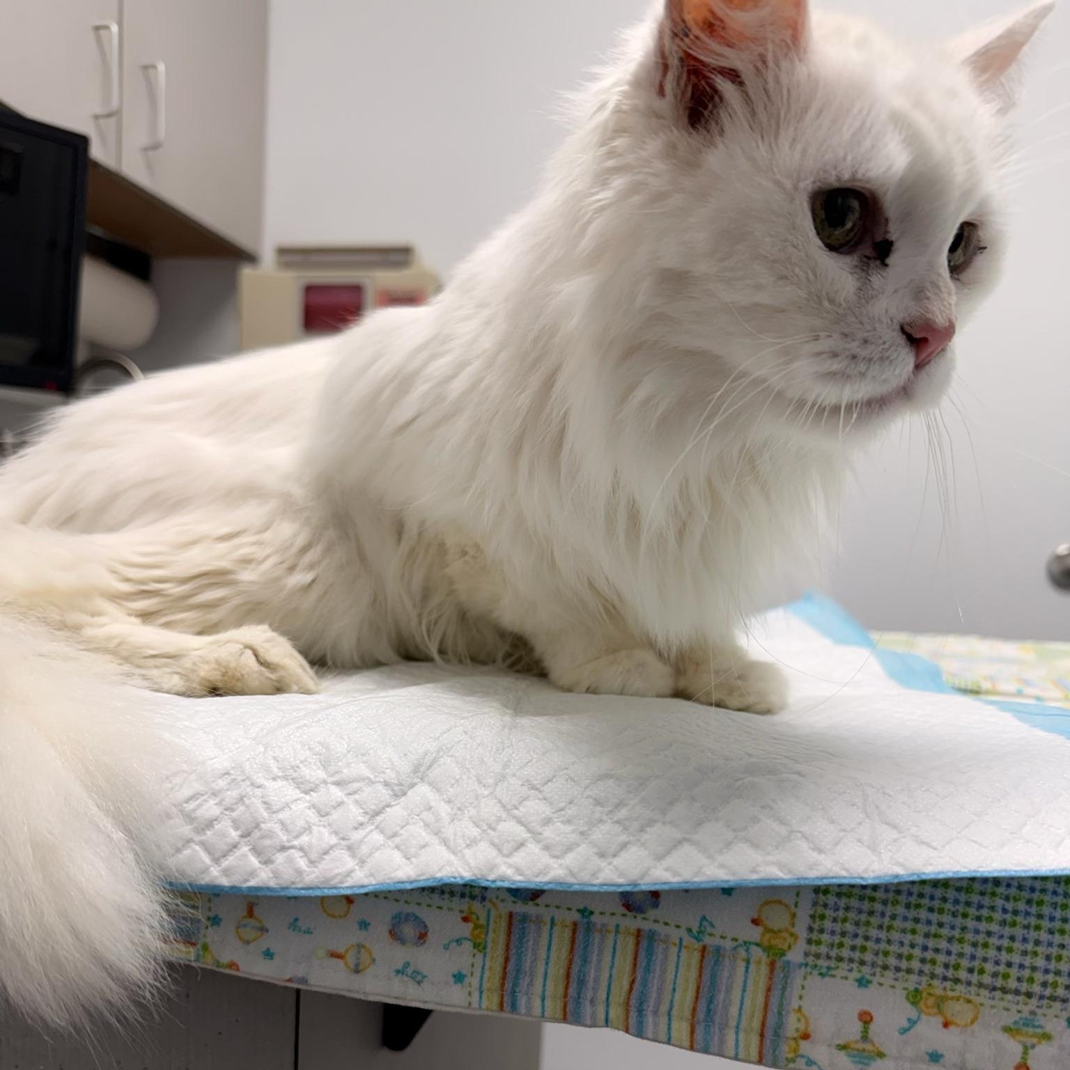 Delilah, ADOPTABLE, Senior Female Domestic Long Hair.
